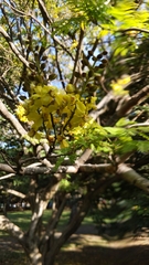 Cenostigma eriostachys