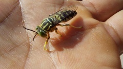 Stictia signata