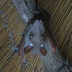 Epomophorus crypturus