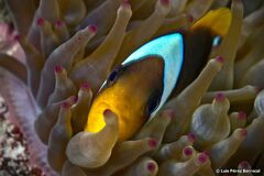 Amphiprion bicinctus