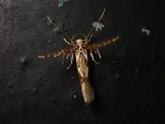Stathmopoda stimulata