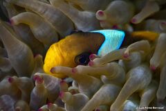 Amphiprion bicinctus
