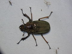 Sphaenognathus feisthamelii