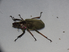 Sphaenognathus feisthamelii