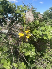 Eulophia streptopetala