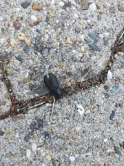 Dorcus parallelipipedus