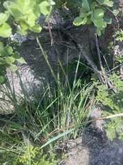 Eulophia streptopetala