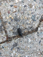 Dorcus parallelipipedus