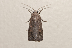Spodoptera exigua