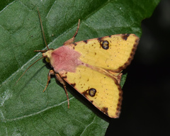 Heliothis flavigera