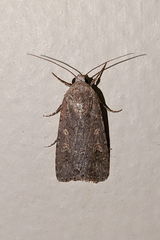 Spodoptera exigua