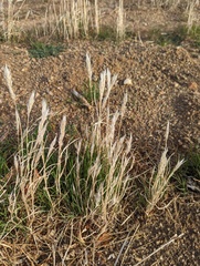 Bromus rubens