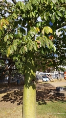 Pseudobombax septenatum