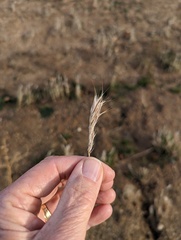 Bromus rubens