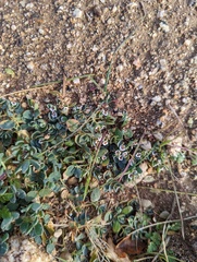 Euphorbia albomarginata