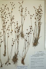 Juncus × nodosiformis