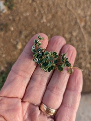 Euphorbia albomarginata