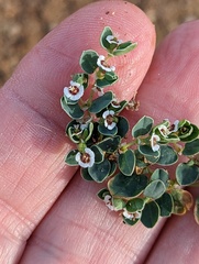 Euphorbia albomarginata