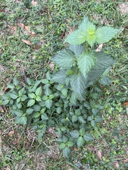 Perilla frutescens