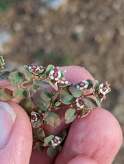 Euphorbia albomarginata