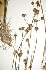 Juncus × nodosiformis