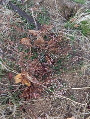 Eriogonum angulosum