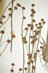 Juncus × nodosiformis