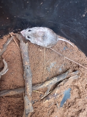 Desmodillus auricularis