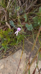 Pelargonium tabulare