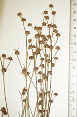Juncus × nodosiformis