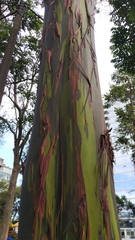 Eucalyptus deglupta