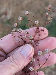 Eriogonum angulosum
