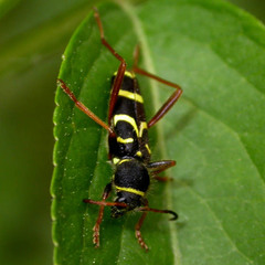 Clytus arietis