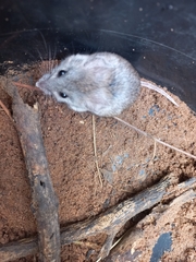 Desmodillus auricularis