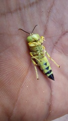 Stictia signata