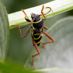 Clytus arietis