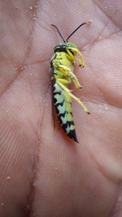 Stictia signata