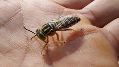 Stictia signata