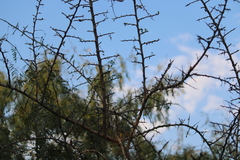 Sarcomphalus obtusifolius