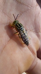 Stictia signata