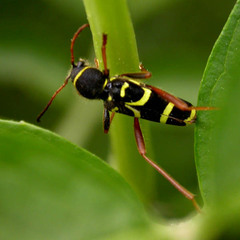 Clytus arietis
