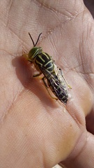 Stictia signata