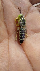Stictia signata