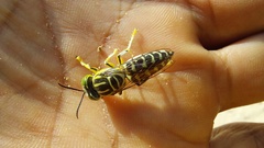 Stictia signata