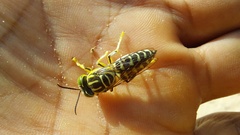 Stictia signata