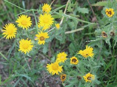 Rayjacksonia phyllocephala