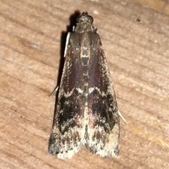 Euzophera semifuneralis