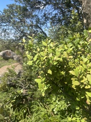 Maytenus acuminata
