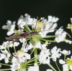 Molorchus umbellatarum