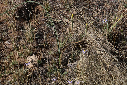 Image of Moraea pallida by (c) Tony Rebelo, some rights reserved (CC BY-SA)